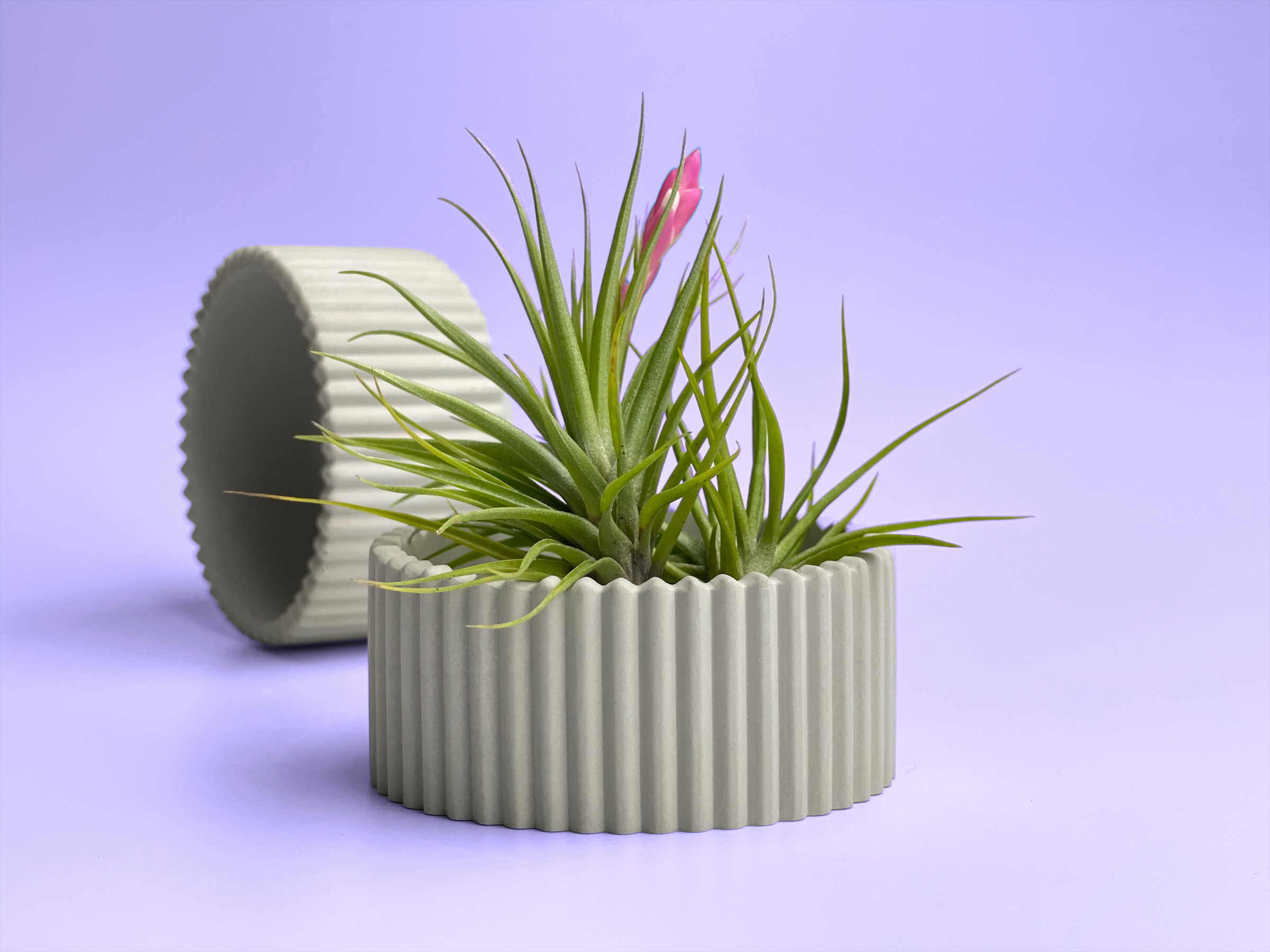 Scandinavian Air Plant Holder | Succulent Planter AURA 8 HOME