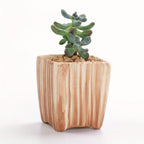 SUN-E 6pcs/Set Mini Plant Pots Pattern Succulent Plant Pot Cactus Pot Flower Pot Decorative Ceramic Planter for Home House Office Outdoor Garden Container Planter Perfect Gift Idea for Women with Drain Hole 2.5Inch/6.5cm (Pla House Of Avana