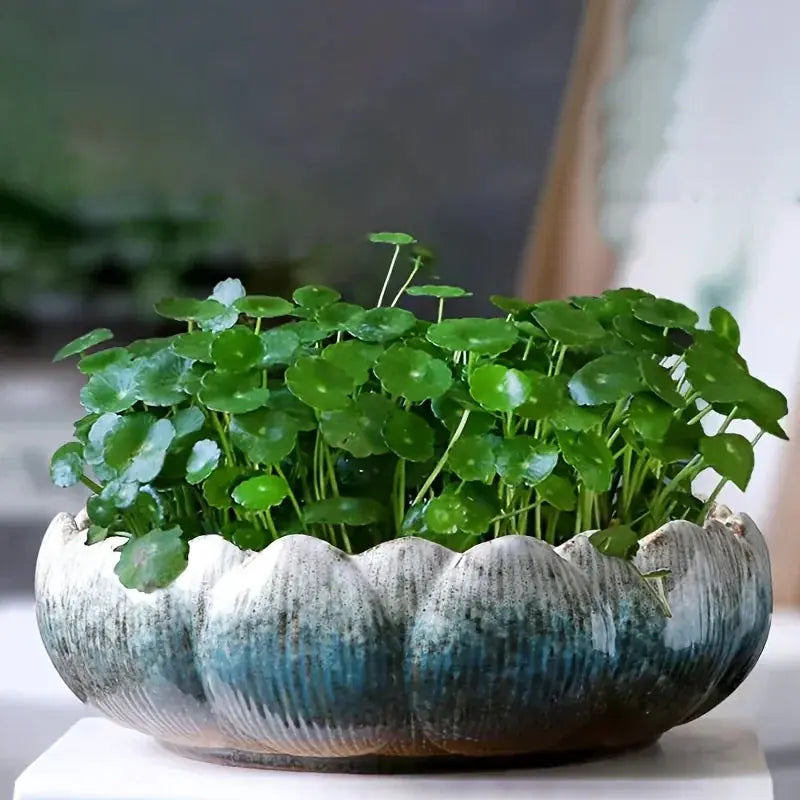 Casual Style Ceramic Flower Pot, Round Tabletop Hydroponic Planter, for Bulbs, Succulents, and Lotus,... - House Of Avana
