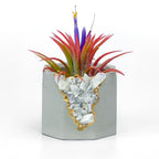 RAW MOONSTONE GEODE PLANTER AURA 8 HOME