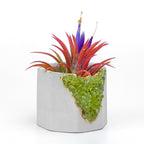 GREEN PERIDOT GEODE PLANTER AURA 8 HOME