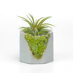 GREEN PERIDOT GEODE PLANTER AURA 8 HOME