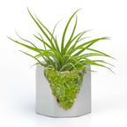 GREEN PERIDOT GEODE PLANTER AURA 8 HOME