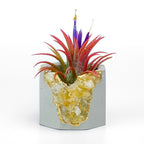 Raw CITRINE GEODE PLANTER AURA 8 HOME