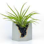 BLACK TOURMALINE GEODE PLANTER AURA 8 HOME