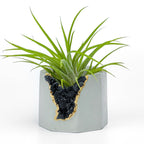BLACK TOURMALINE GEODE PLANTER AURA 8 HOME