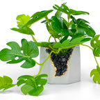 BLACK TOURMALINE GEODE PLANTER AURA 8 HOME