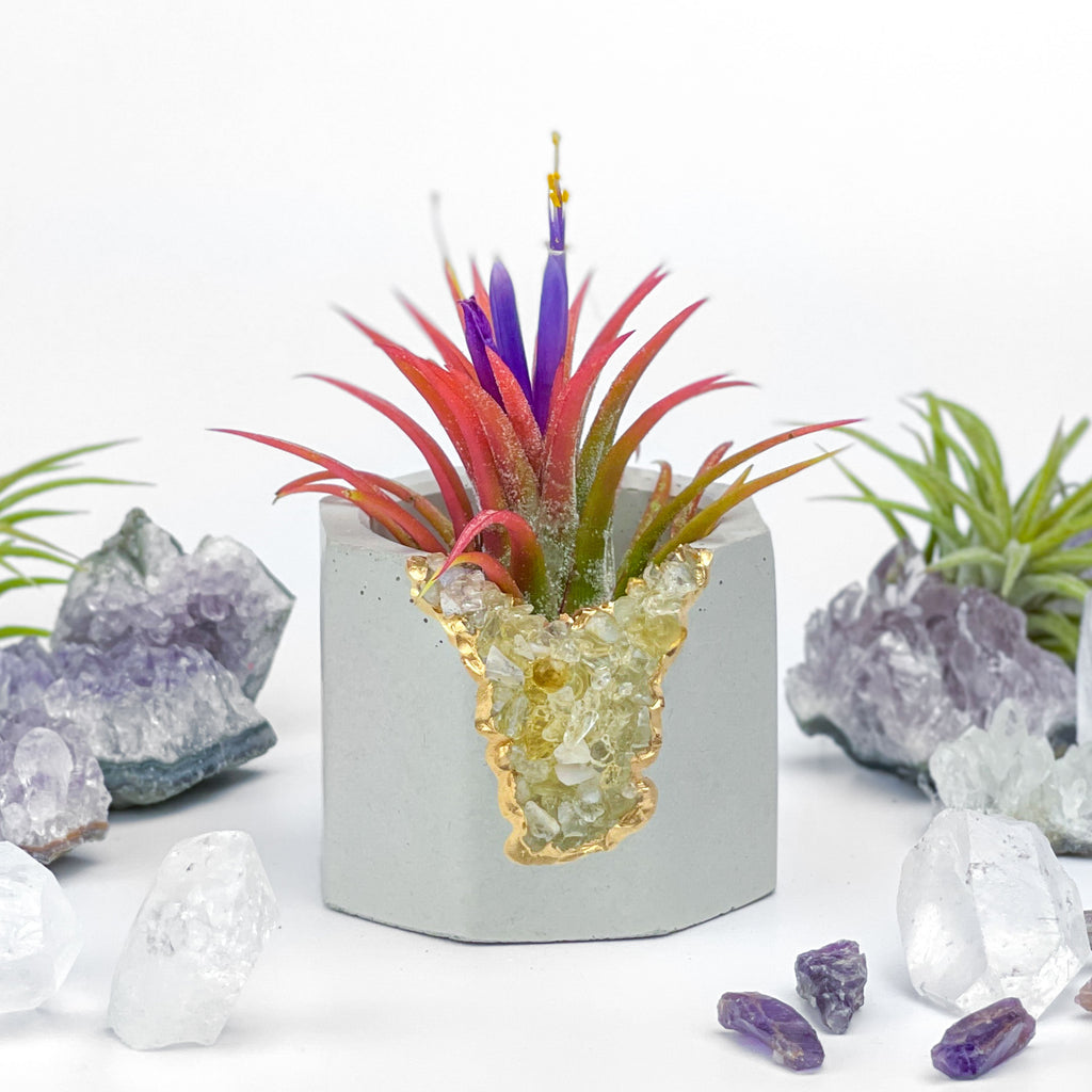 CITRINE GEODE PLANTER AURA 8 HOME