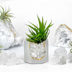 Raw CLEAR QUARTZ GEODE PLANTER AURA 8 HOME