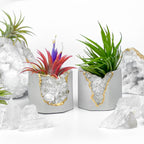 Raw CLEAR QUARTZ GEODE PLANTER AURA 8 HOME