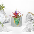 GREEN APATITE GEODE PLANTER AURA 8 HOME