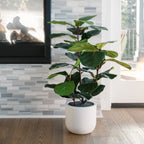 3' Faux Potted Fiddle Leaf Fig Tree CG Hunter
