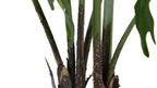 3' Faux Potted Philodendron, detail shot - House Of Avana