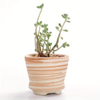 SUN-E 6pcs/Set Mini Plant Pots Pattern Succulent Plant Pot Cactus Pot Flower Pot Decorative Ceramic Planter for Home House Office Outdoor Garden Container Planter Perfect Gift Idea for Women with Drain Hole 2.5Inch/6.5cm (Pla House Of Avana