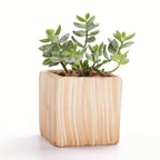 SUN-E 6pcs/Set Mini Plant Pots Pattern Succulent Plant Pot Cactus Pot Flower Pot Decorative Ceramic Planter for Home House Office Outdoor Garden Container Planter Perfect Gift Idea for Women with Drain Hole 2.5Inch/6.5cm (Pla House Of Avana