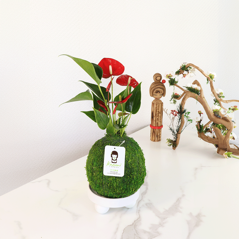 Anthurium | Moss Ball Kokedamas Kazumi Garden
