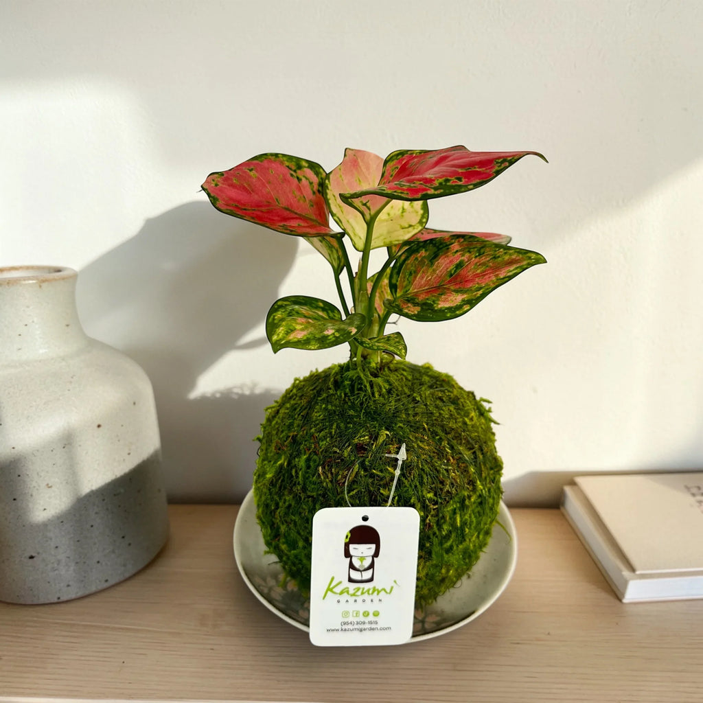Aglaonema Pink | Moss Ball Kokedamas