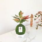 Aglaonema Pink | Moss Ball Kokedamas