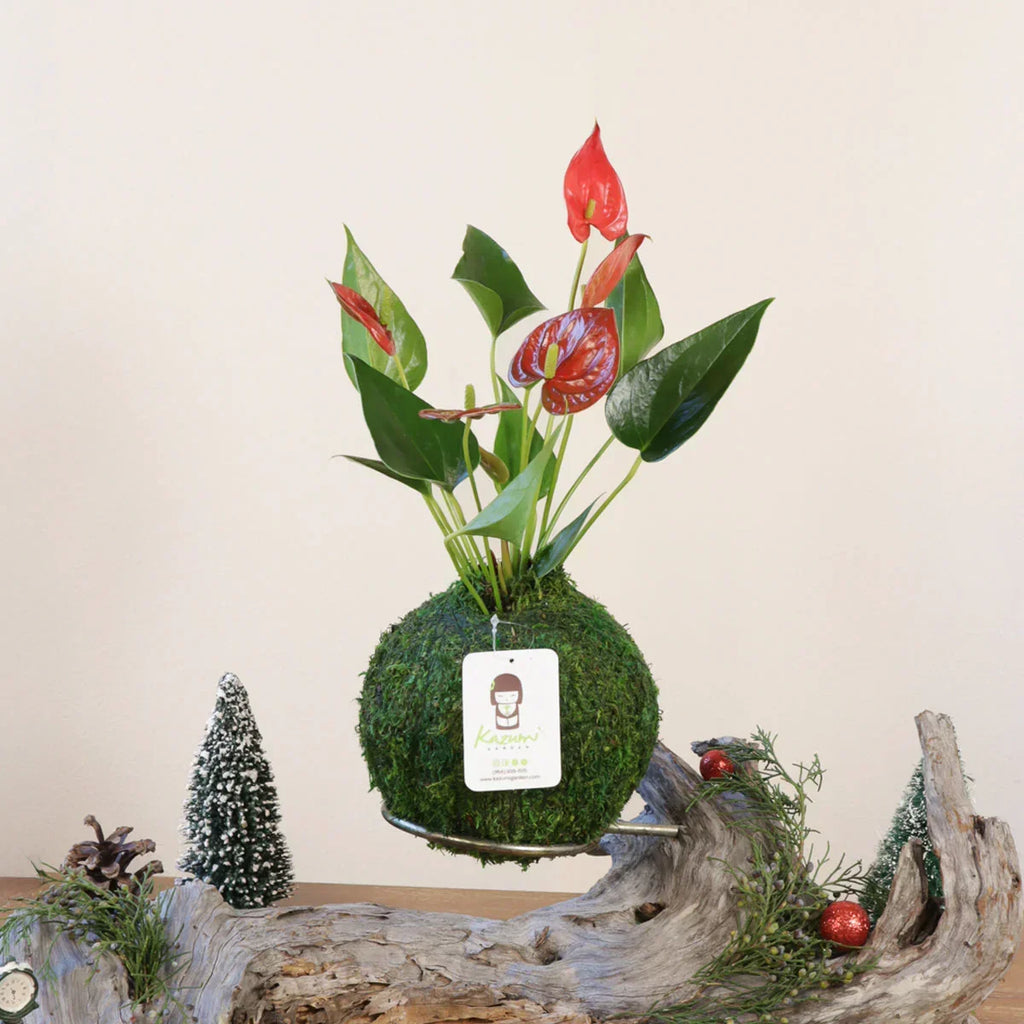 Anthurium | Moss Ball Kokedamas