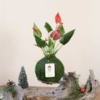 Anthurium | Moss Ball Kokedamas