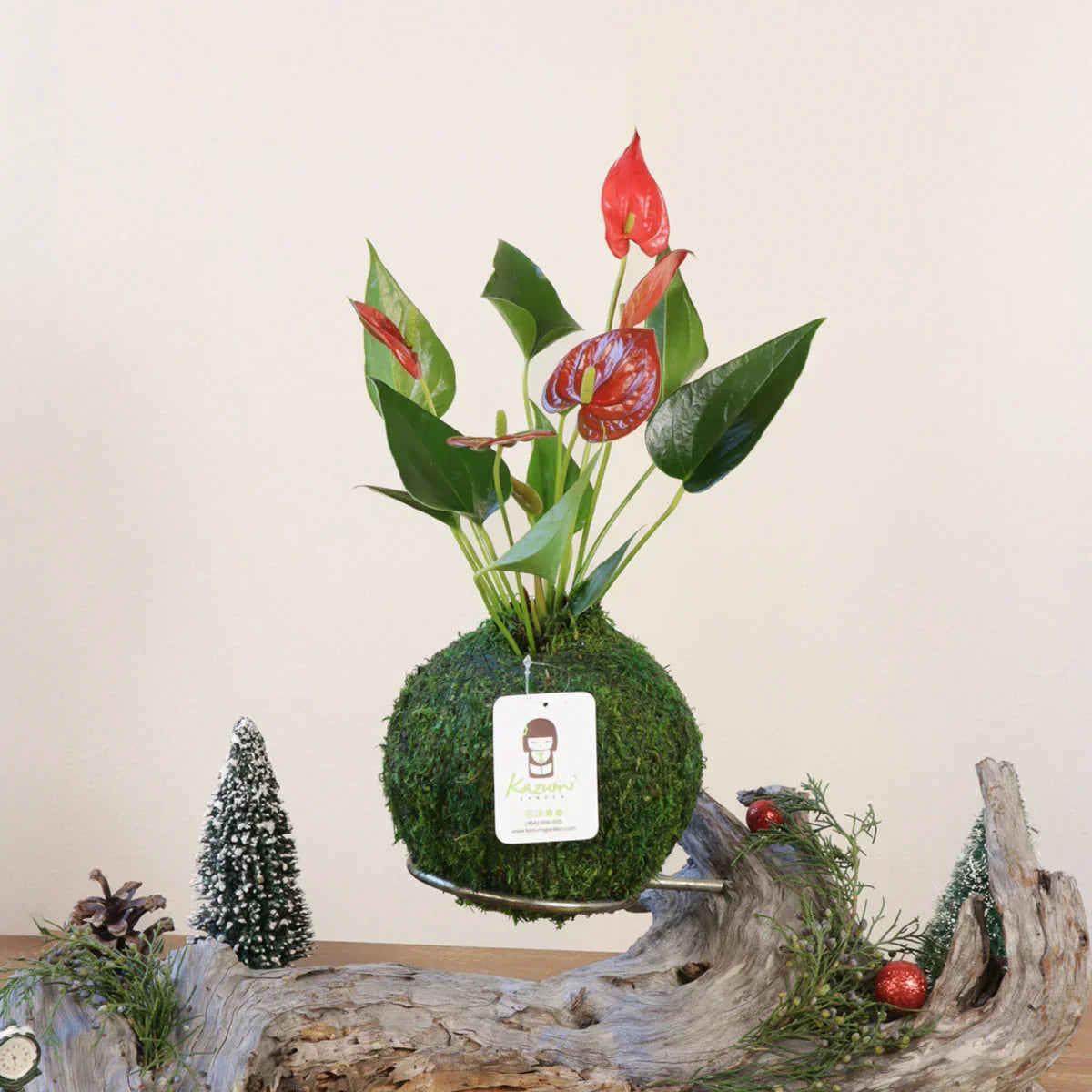 Anthurium | Moss Ball Kokedamas