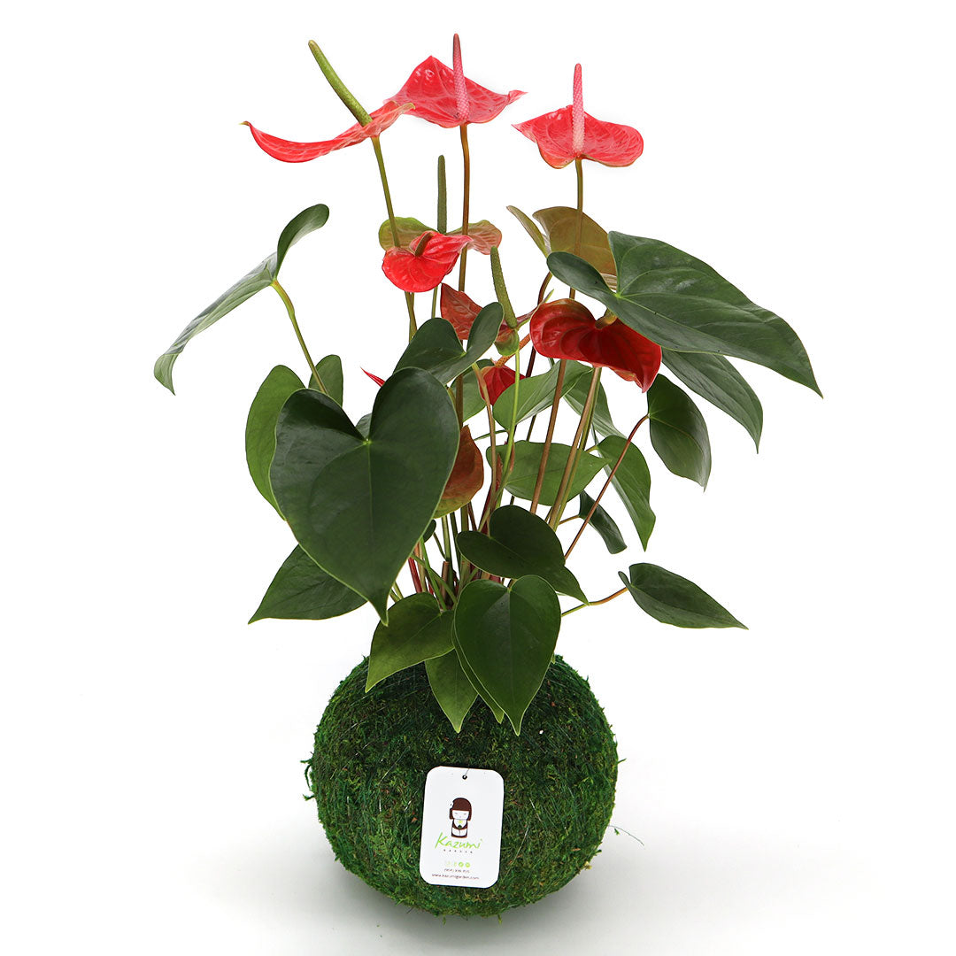 Anthurium | Moss Ball Kokedamas Kazumi Garden