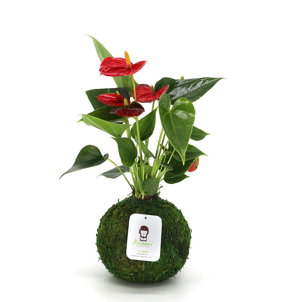 Anthurium | Moss Ball Kokedamas Kazumi Garden