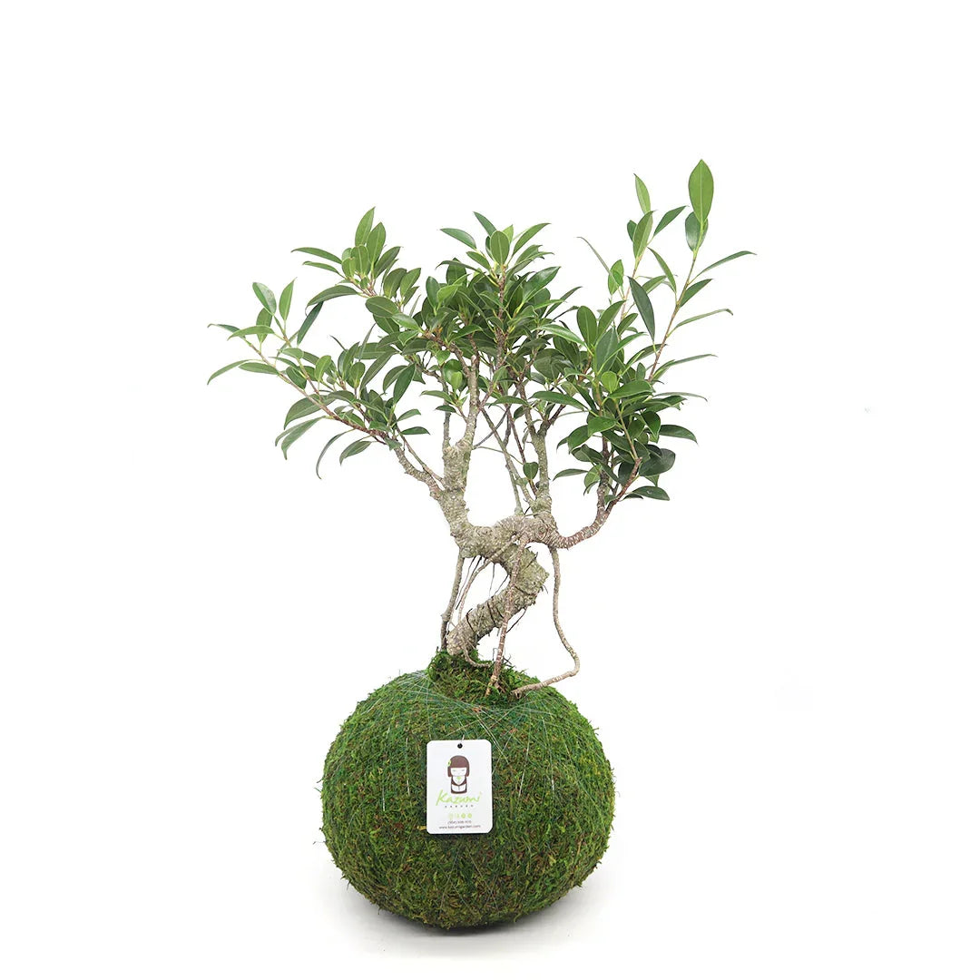 Bonsai Ficus Retusa | Moss Ball Kokedamas Kazumi Garden