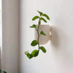 Bender Wall Planter, lifestyle image - House Of Avana
