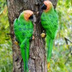 Garden Hanging Tree Parrot Design Outdoor Statue - House Of Avana