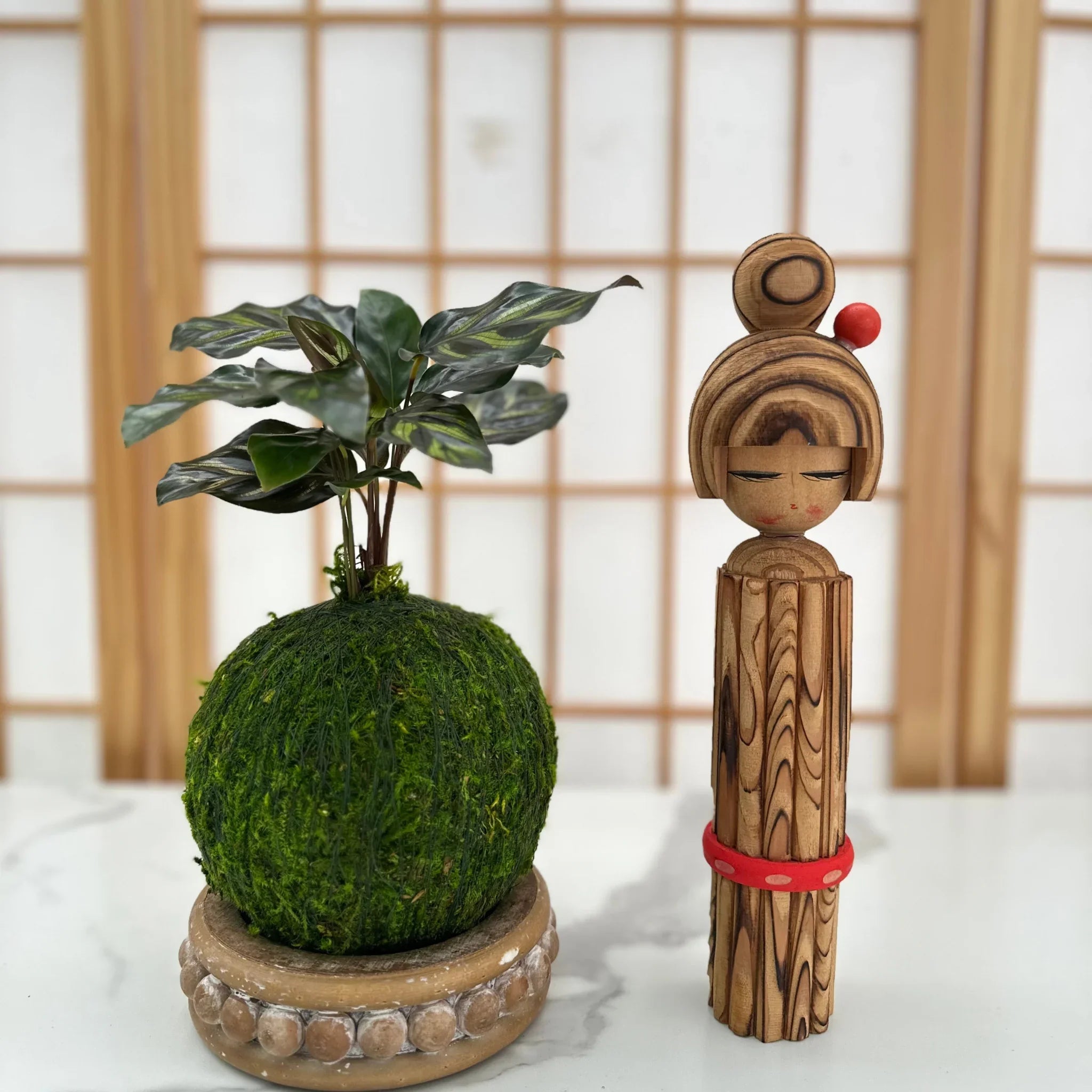 Calathea Makoyana | Moss Ball Kokedama