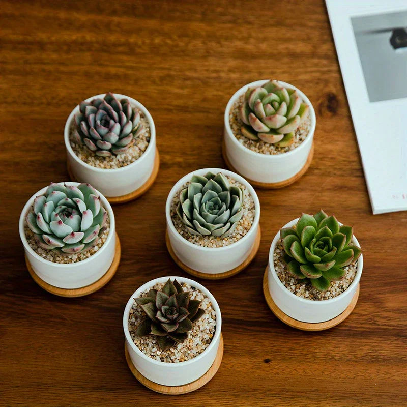Ceramic Succulent Planter with Drainage Hole & Tray, detail shot - House Of Avana