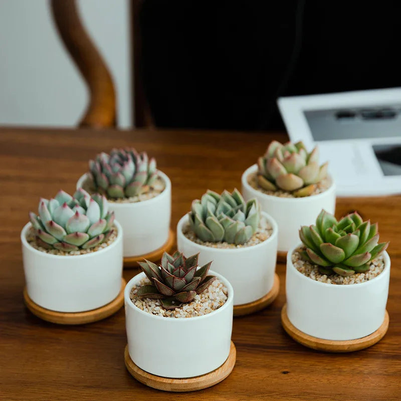 Ceramic Succulent Planter with Drainage Hole & Tray, lifestyle image - House Of Avana [[SKU:HOA-PLN-014]]