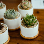 Ceramic Succulent Planter with Drainage Hole & Tray, top view - House Of Avana