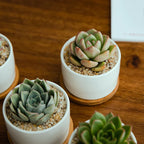 Ceramic Succulent Planter with Drainage Hole & Tray, angled view - House Of Avana