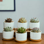 Ceramic Succulent Planter with Drainage Hole & Tray, front view - House Of Avana