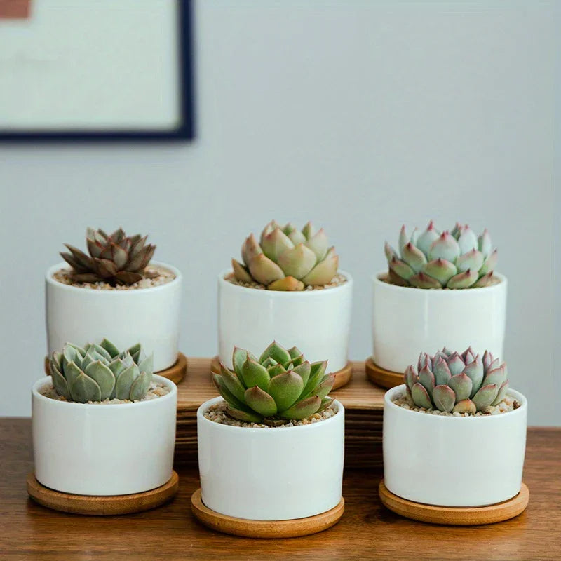 Ceramic Succulent Planter with Drainage Hole & Tray, front view - House Of Avana