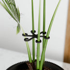 Climbing Plant Stem Support Stakes, angled view - House Of Avana