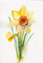 Daffodil - March Birth Flower Art Print