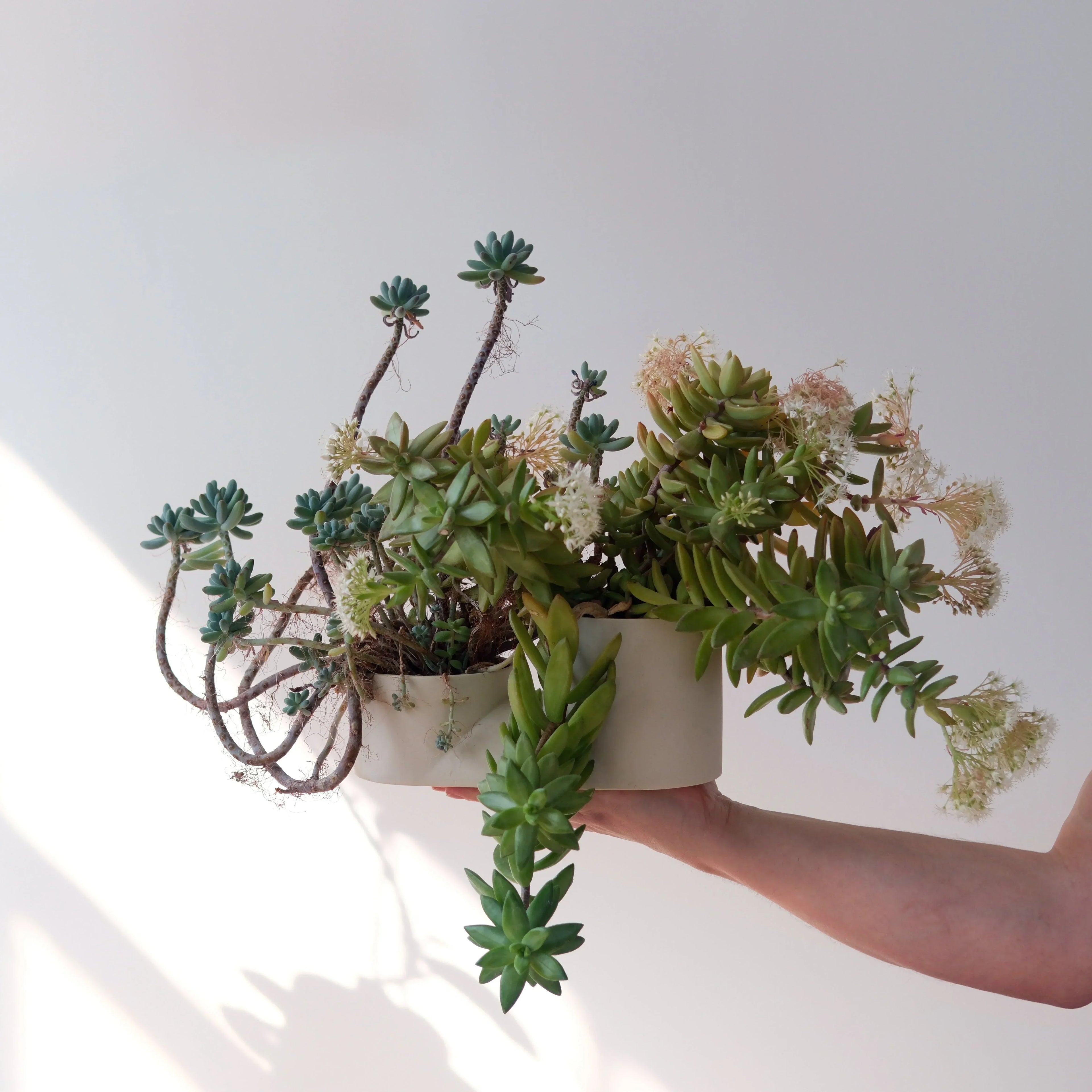 Double Planter Misewell