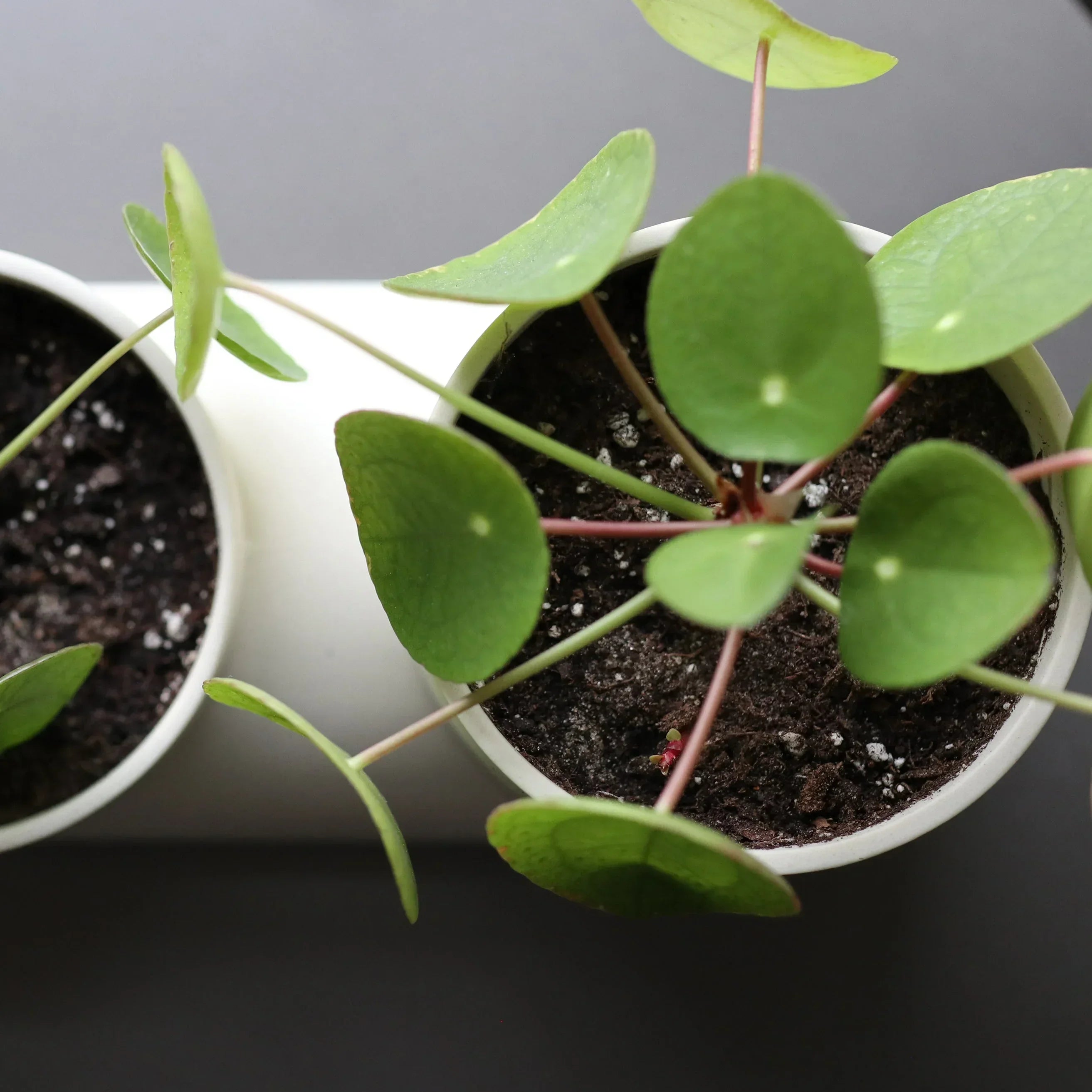 Double Planter Misewell