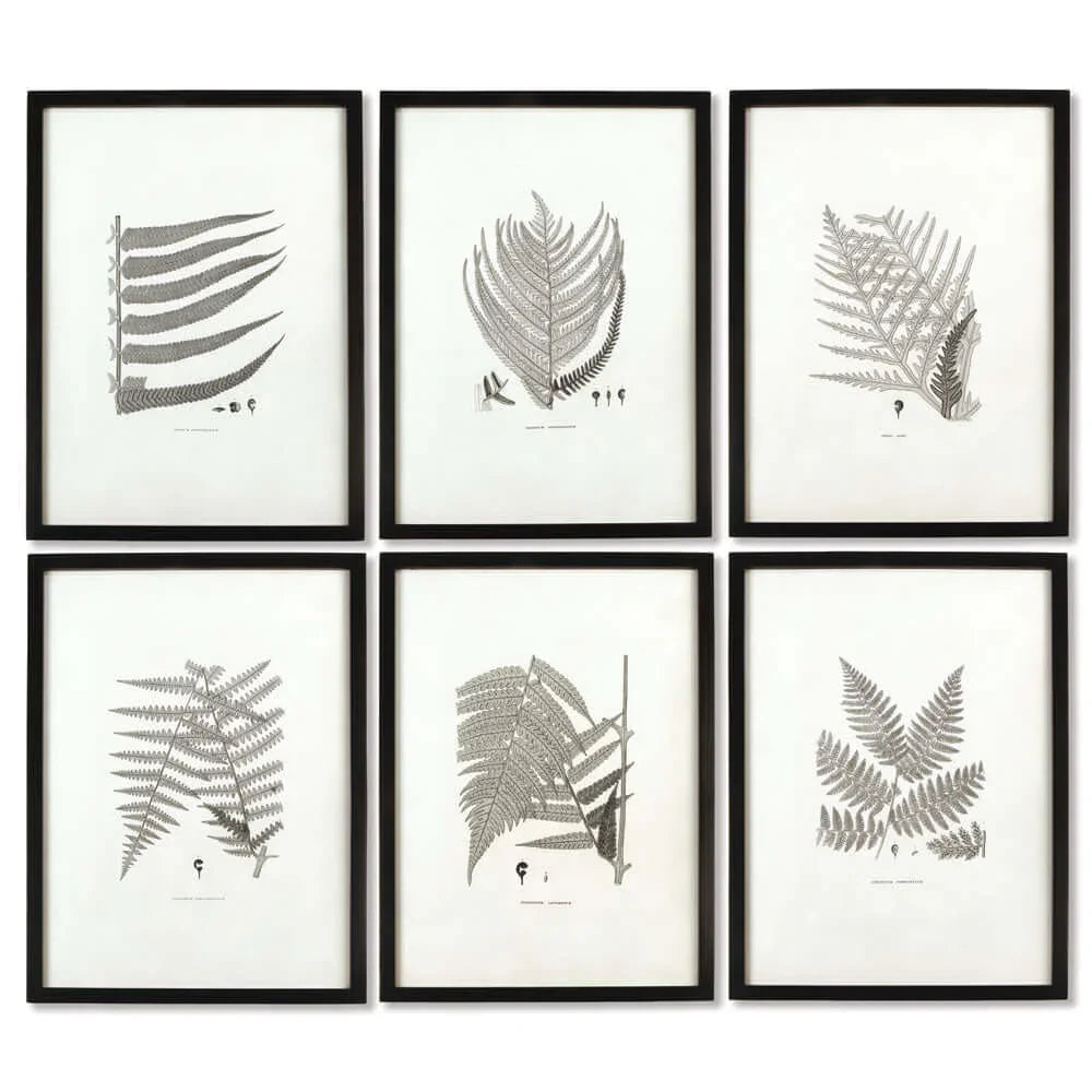 Framed Set of Fern Botanical Prints in Black and White (Set of 6) Vintage Shopper