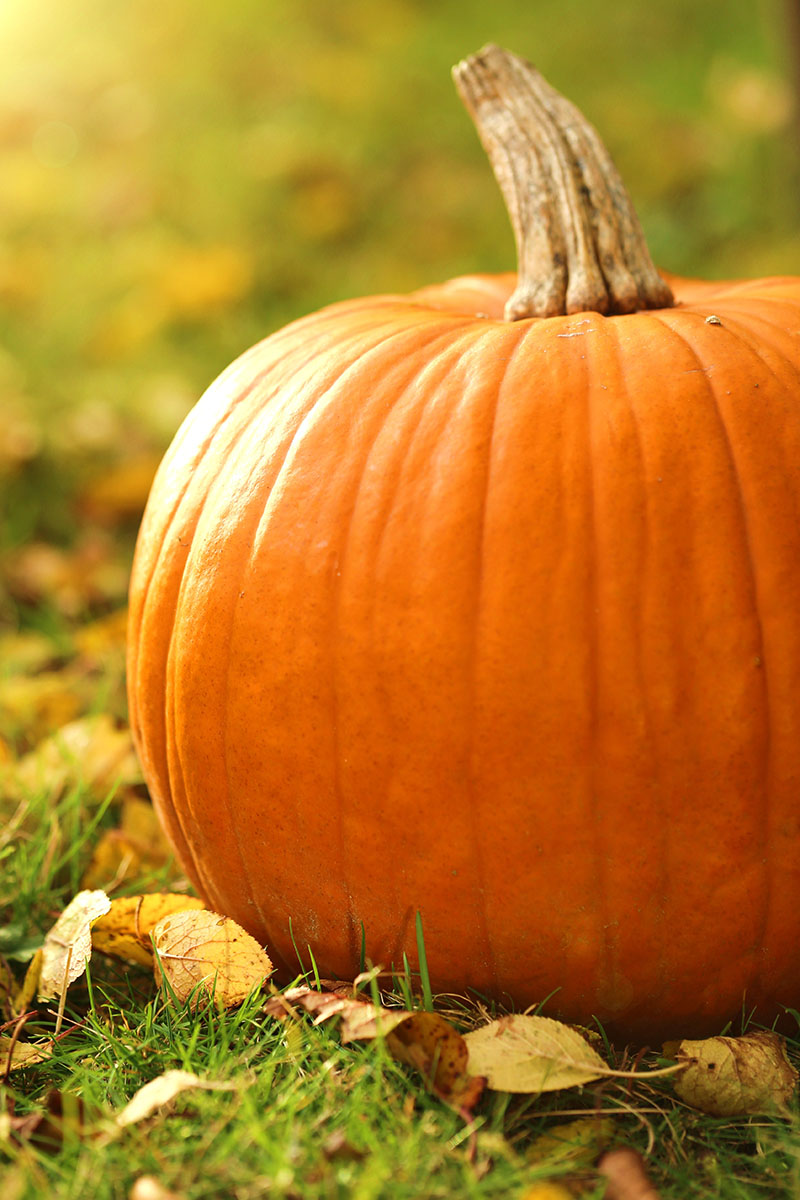 Pumpkin Spice – 12 oz