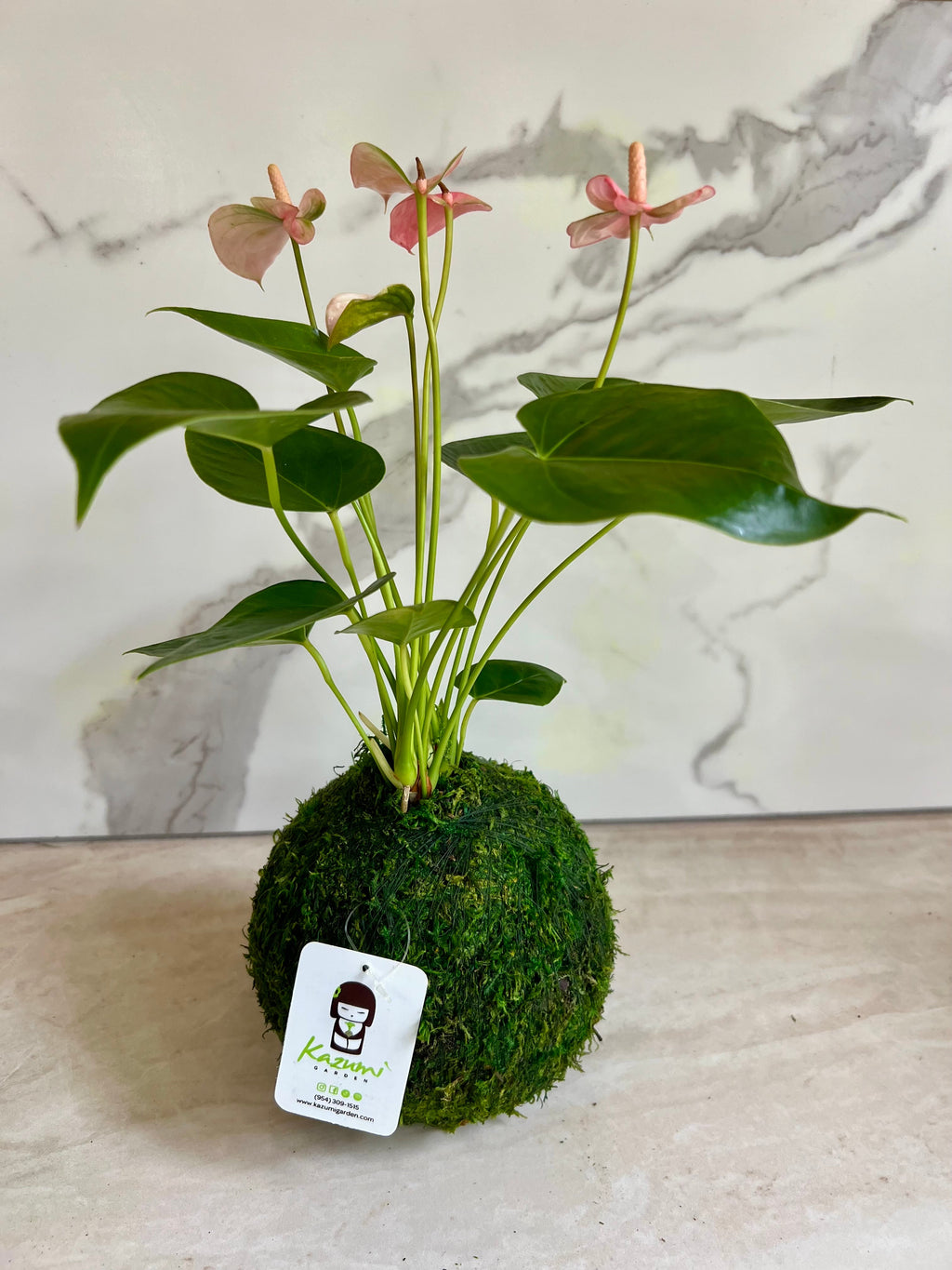 Anthurium | Moss Ball Kokedamas Kazumi Garden