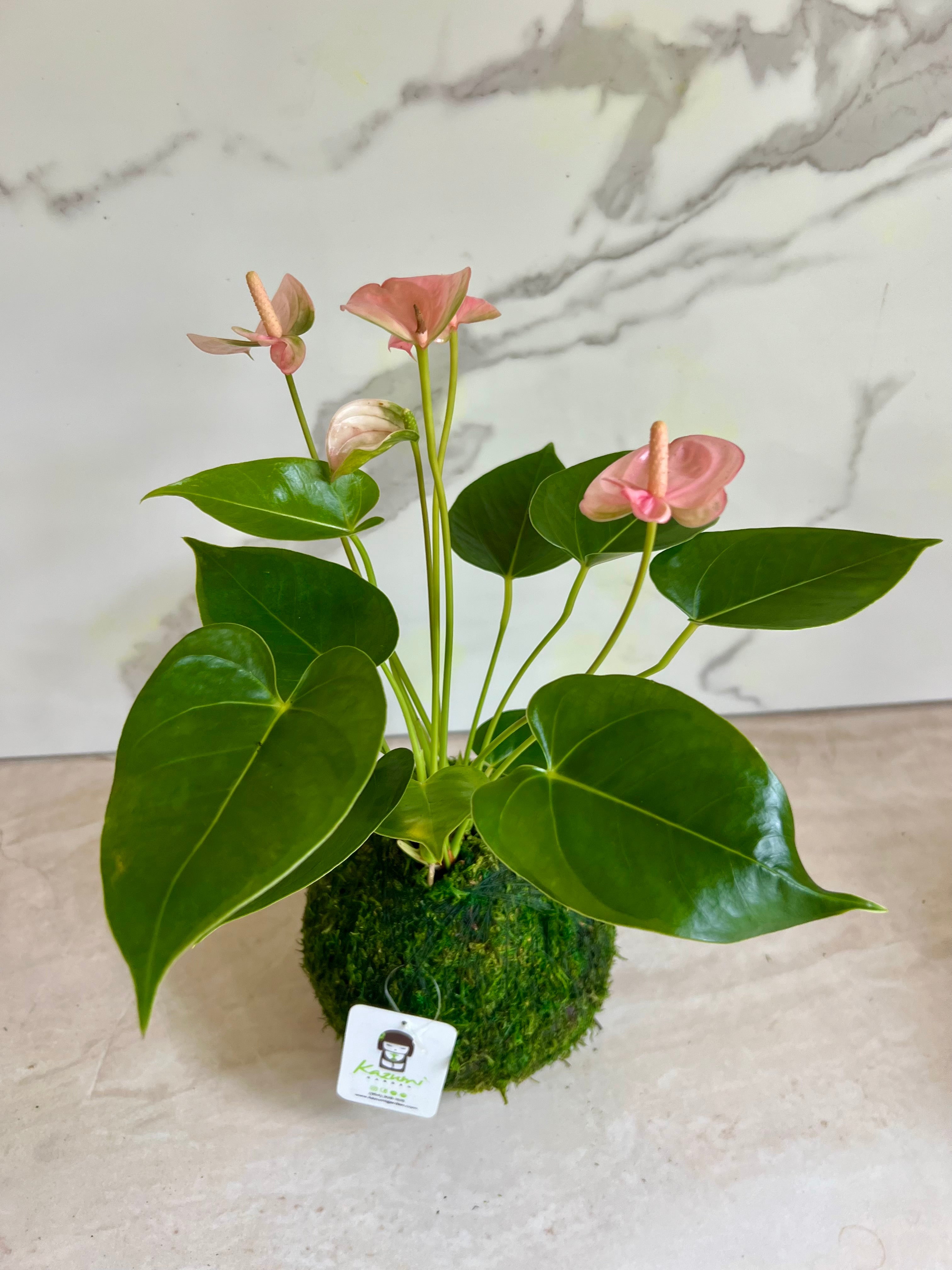 Anthurium | Moss Ball Kokedamas Kazumi Garden