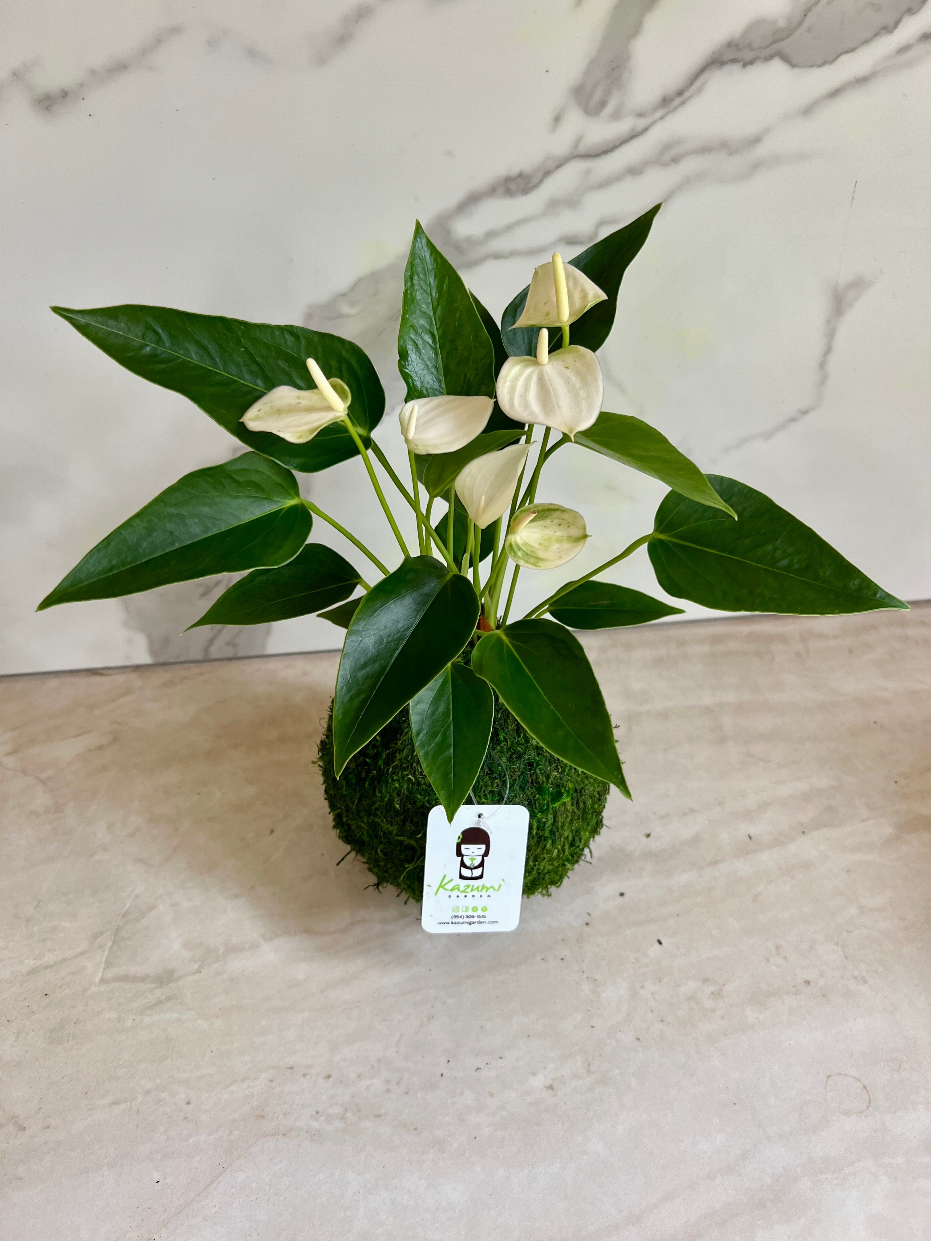 Anthurium | Moss Ball Kokedamas Kazumi Garden