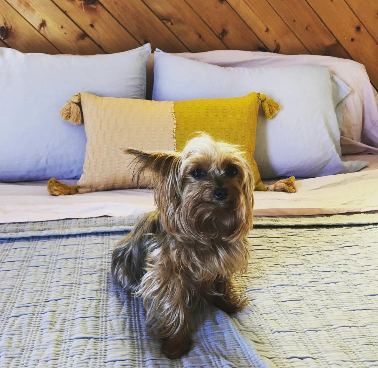 Antigua Pillow - Peach & Ochre Colorblocked Archive New York