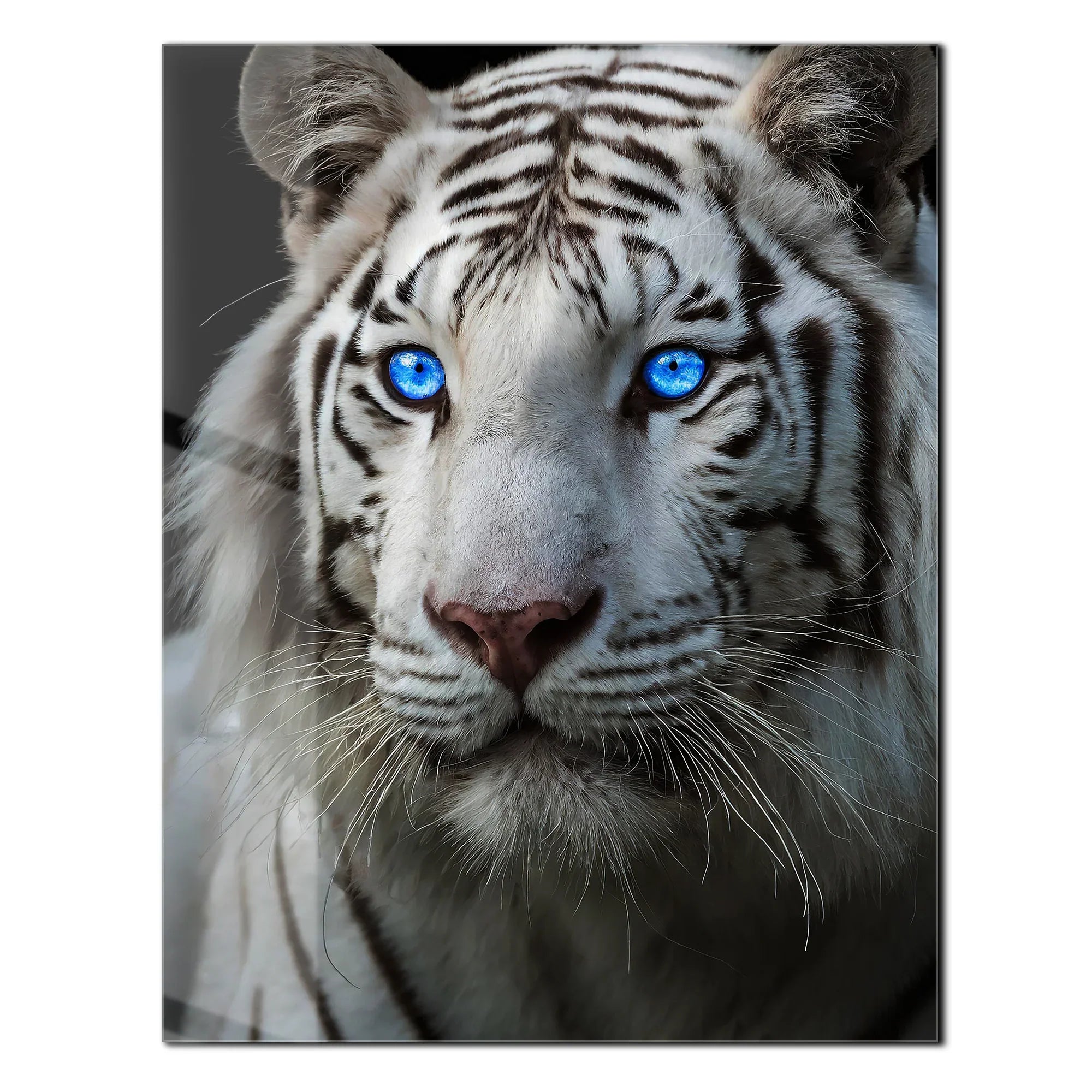 Blue-Eyed White Tiger Glass Wall Art – Fierce Wildlife Portrait with Striking Gaze-KAFCD016 Peony Atelier