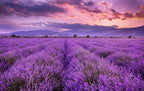 Lavender and Cedar