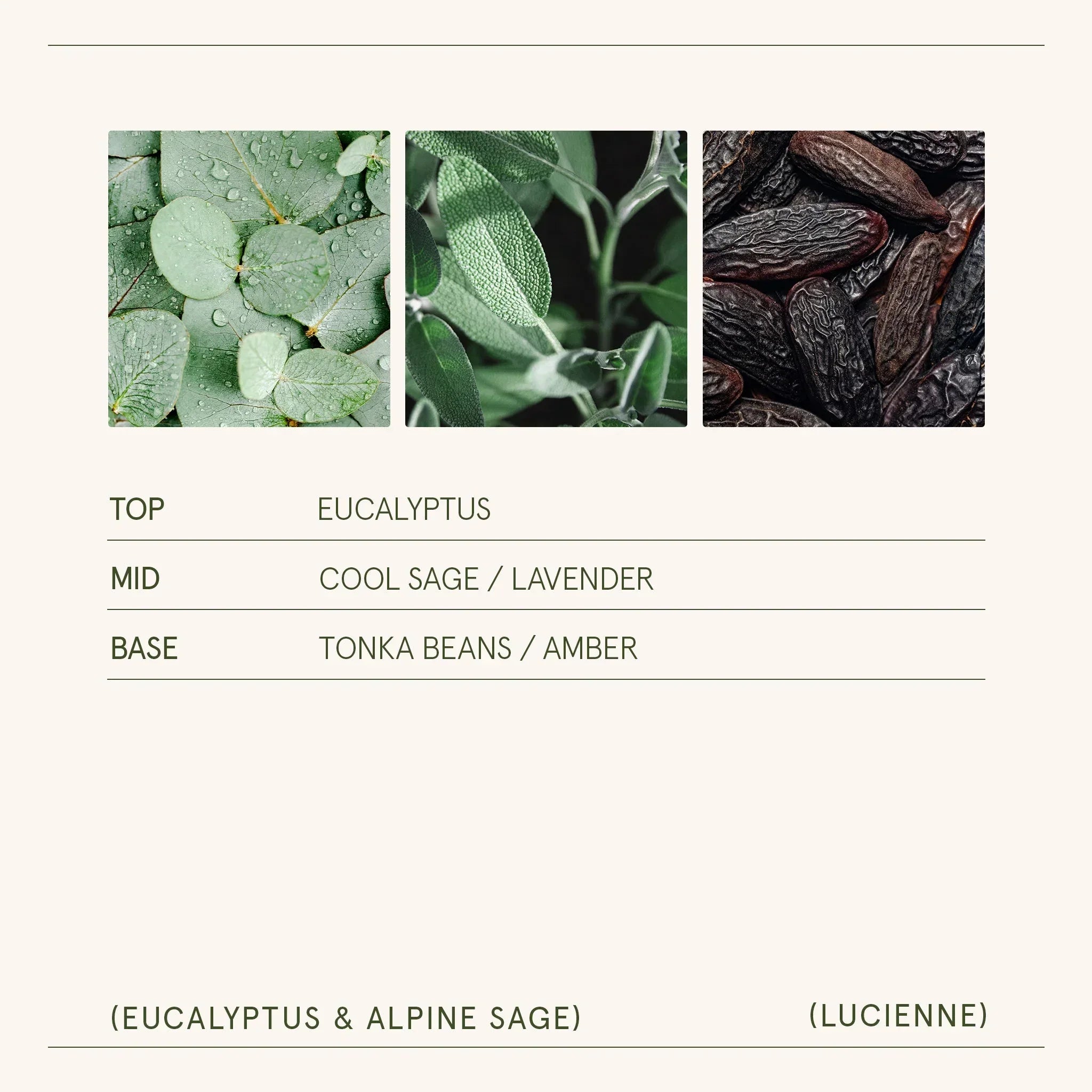 Lucienne - Eucalyptus & Alpine Sage Candle LA JOLIE MUSE